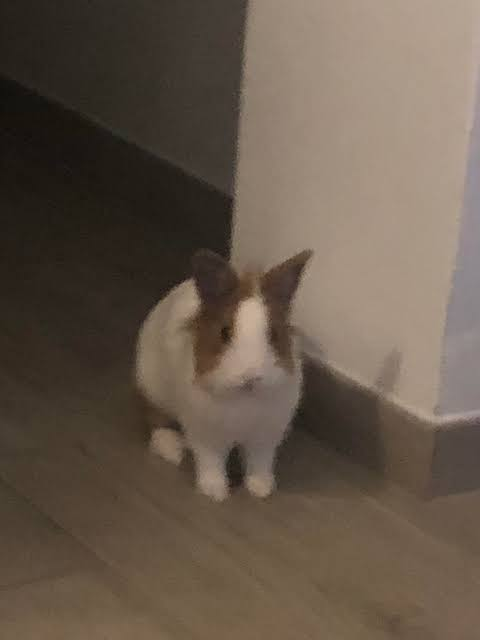 bunnycvit_'s tweet photo. small... https://t.co/OPPCMfuloN
