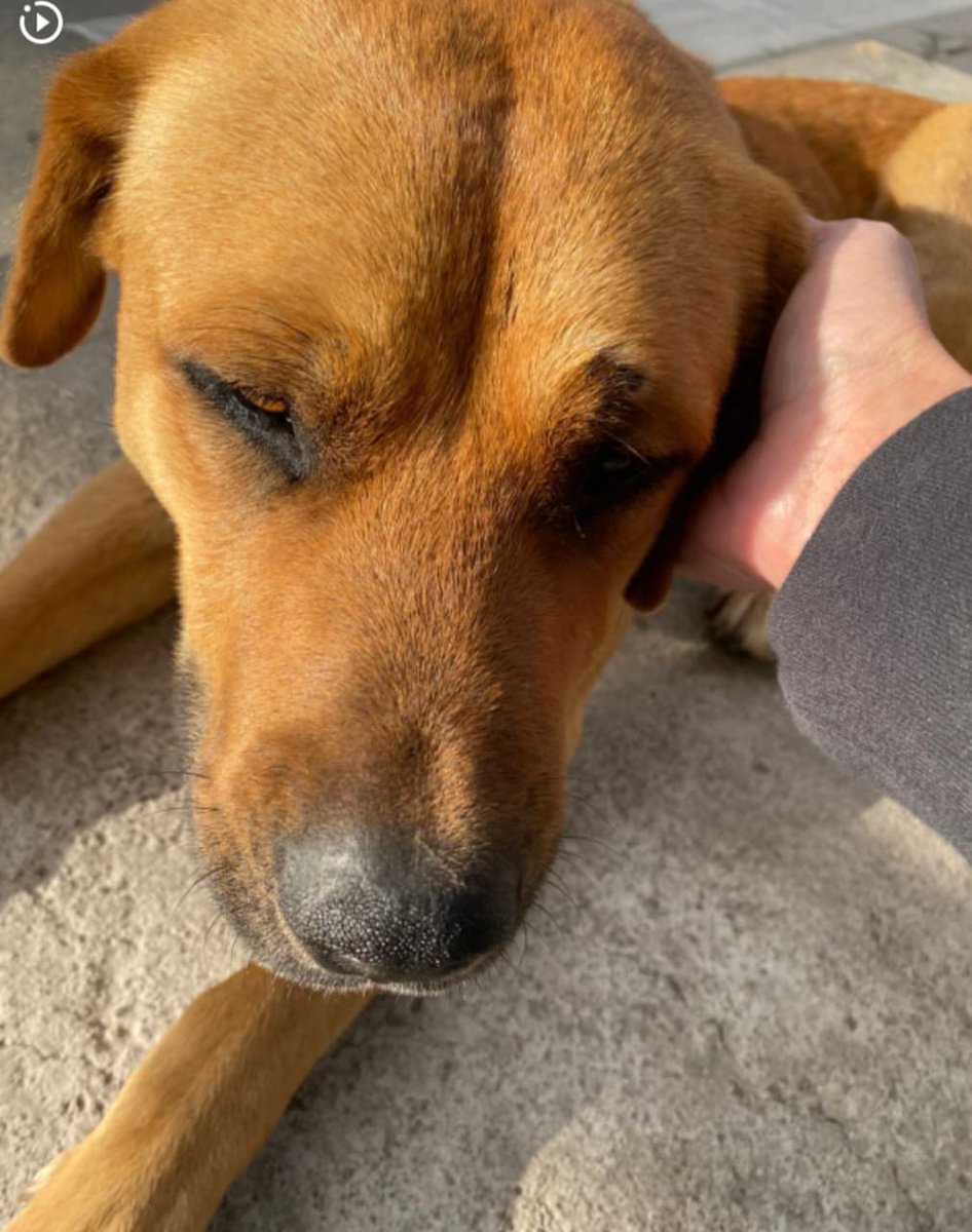 Fundacion_CIMA's tweet photo. #Ayuda urgente 🆘 Hogar para este amiguito, está afuera de un condominio en Chicauma, lo quieren envenenar  xq no se va del lugar...Su nombre es Manjar por lo dulce que es con humanos y otros perritos. Urge sacarlo de dónde está, se puede ir a dejar dónde lo reciban 
+56969079272 https://t.co/3yUIzlTa7k