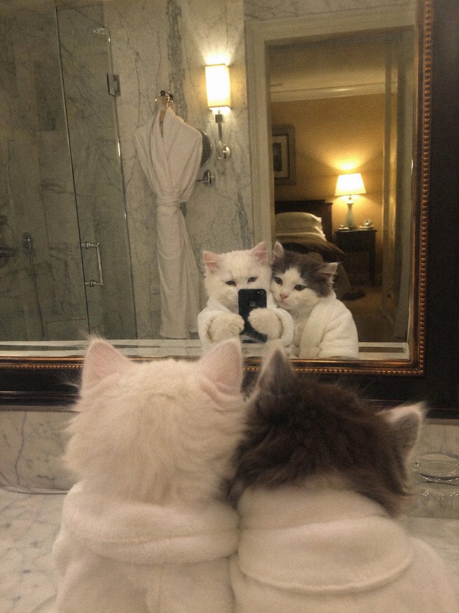 catslovings1's tweet photo. https://t.co/X3BrvtShuD