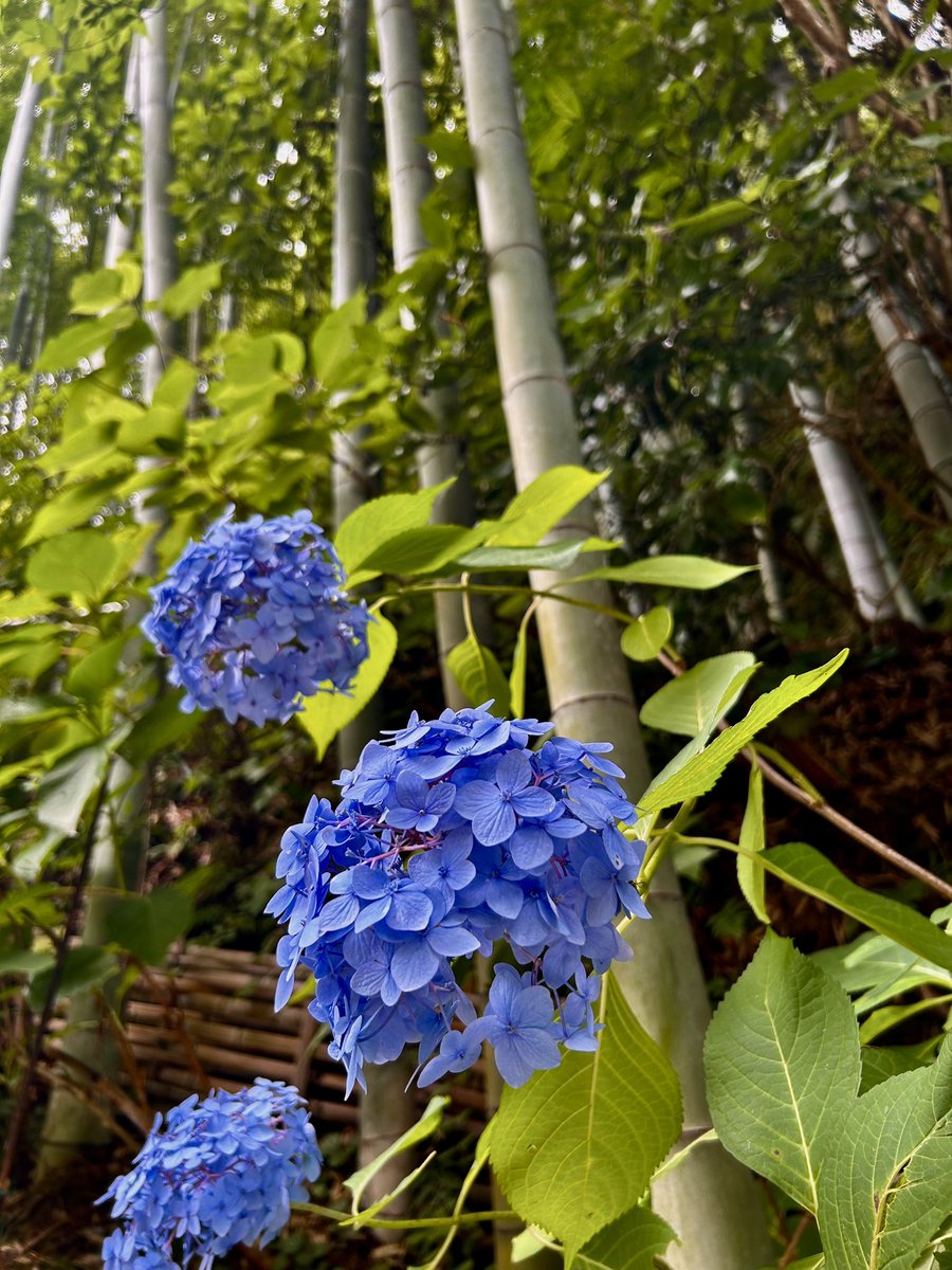 0604vox's tweet photo. No.2   北鎌倉　明月院　紫陽花編
※撮影日2026/7/4 https://t.co/cXvADV9h1v