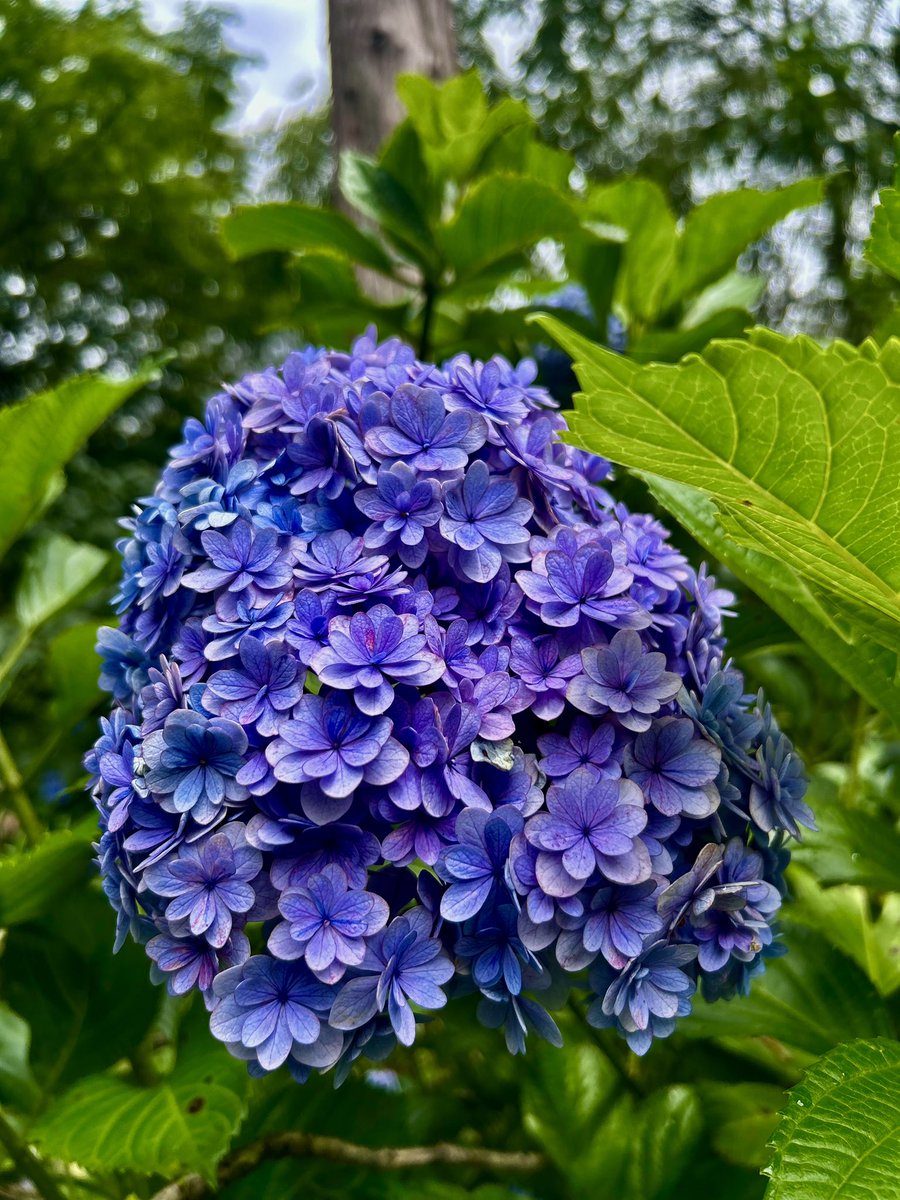 0604vox's tweet photo. No.2   北鎌倉　明月院　紫陽花編
※撮影日2026/7/4 https://t.co/cXvADV9h1v