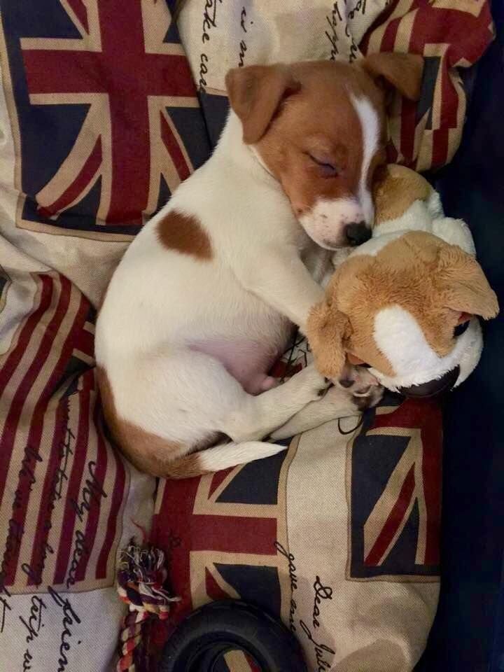 _gl0ria_8's tweet photo. Lo único bueno de esto es q tendré mi Jack Russell terrier, perdón mejico https://t.co/kR177GHIhO