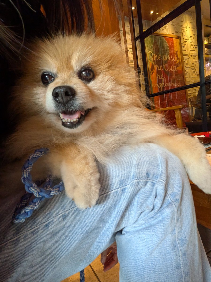 korosukekaachan's tweet photo. コロ助、トリミングに行って前足をカットしてもらいました🐶
少しさっぱりしたかな〜😉✨
やっぱりスタバだと穏やかな顔してるね〜☕🐶☺️ https://t.co/tcVotVKHev
