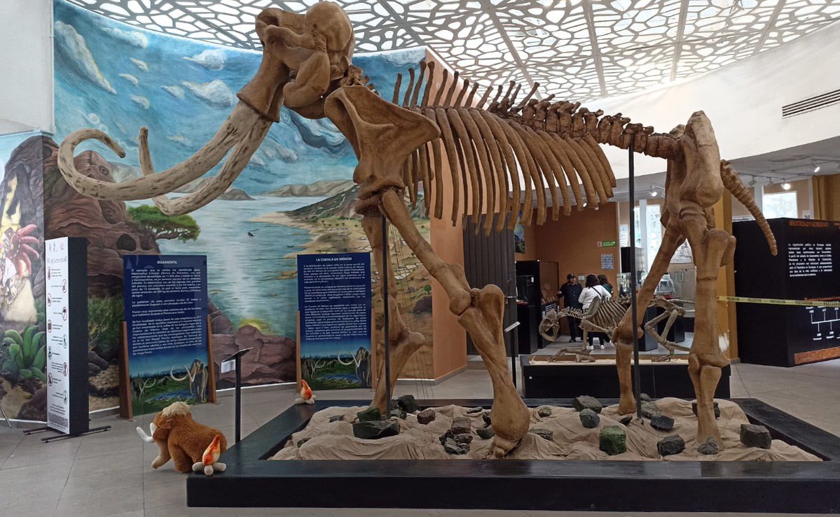 Univ_Edomex's tweet photo. 🦴🗿 ¡Plan gratis en #Ecatepec! El #Museo de Vestigios Arqueológicos (Muva) reabrió sus puertas en el #ParqueEhécatl. Podrás ver los restos de un #mamut, un aro de juego de pelota y más de 170 piezas históricas

🖊️ Emilio Fernández
📲 https://t.co/dqk4Lr5KqT https://t.co/l0iYF6oIpU