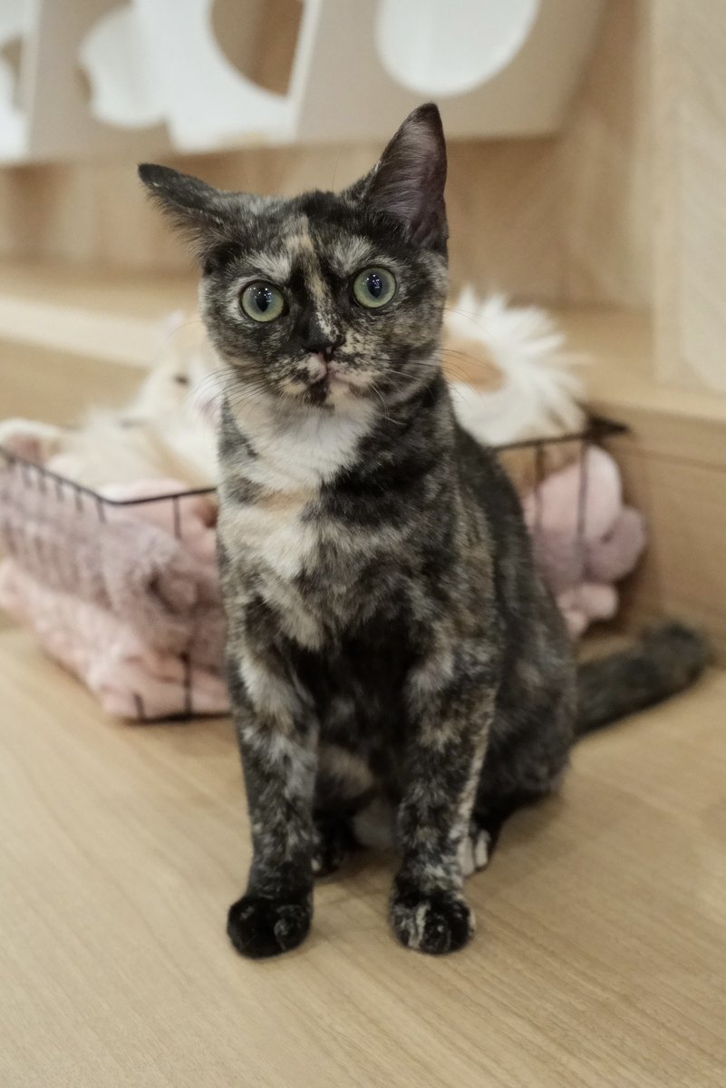 akihirocamera's tweet photo. #cat #catcafe #puchimarry #cute #photo #ilce7sm3 #sel2470gm2 https://t.co/7E2WQxzOrs