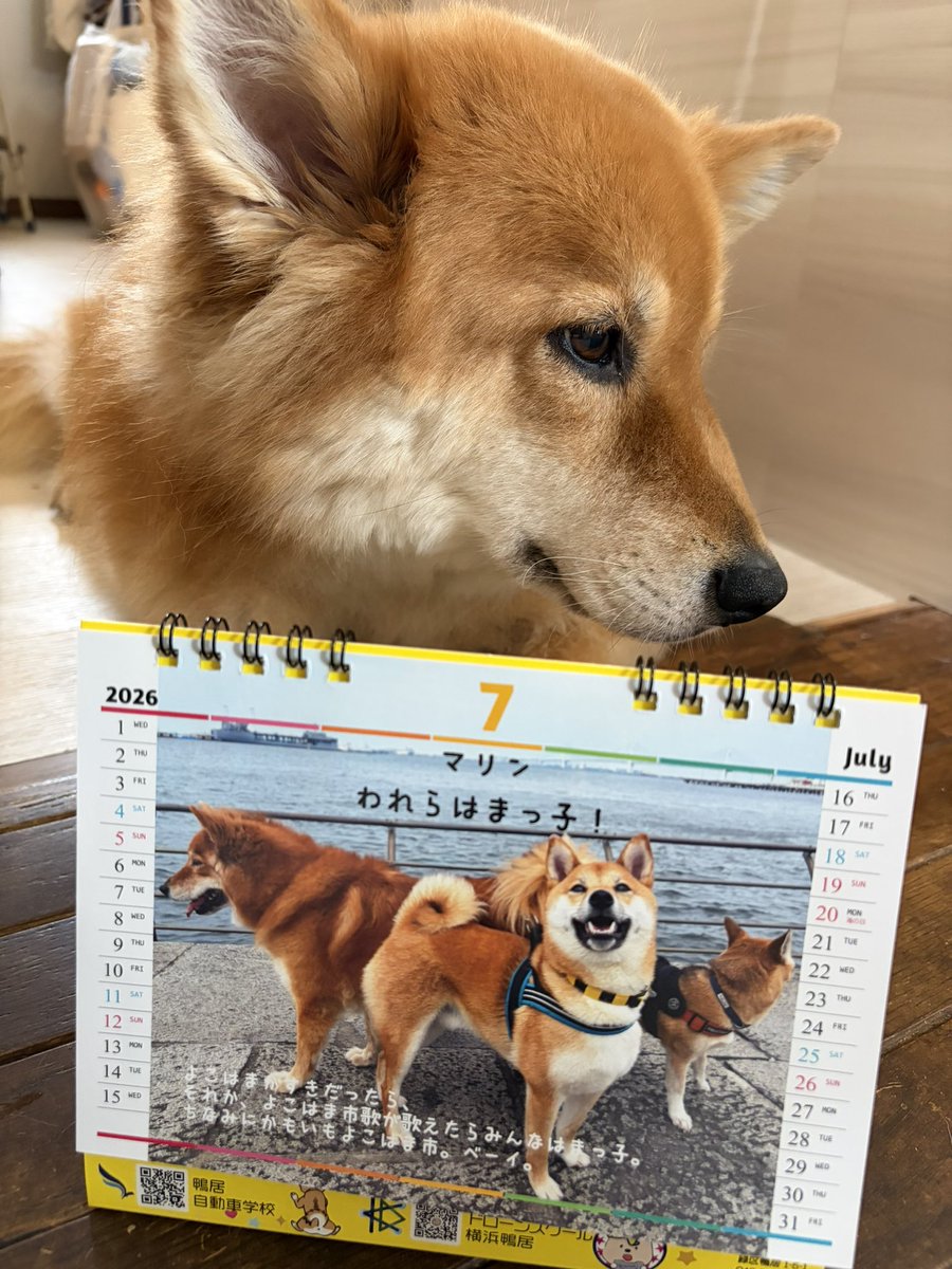 kamoids5388's tweet photo. 7月に入っても、曇りがちで涼しめの日が続いててありがたいです。そろそろ猛暑になるそうなので、毛皮民は、こわいです。 https://t.co/TnqKHExJkR