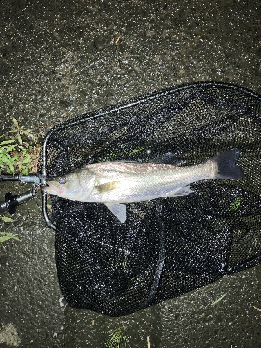 suuchannel1's tweet photo. 昨日の夜シーバス　大きい方はめちゃ引いた https://t.co/uaIEIoe65I