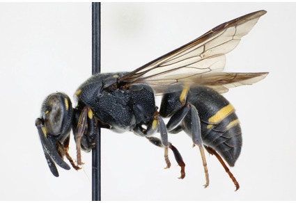 Zootaxa's tweet photo. The genus #Epsilon de Saussure in the Malay Archipelago (#Hymenoptera: #Vespidae: #Eumeninae)
#taxonomy
https://t.co/EzhbrdQ6lj https://t.co/xHI2qgRHoL