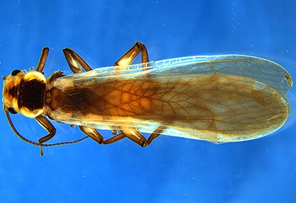 Zootaxa's tweet photo. A new species of the genus #Hemacroneuria (#Plecoptera: #Perlidae) from #China, with a supplementary description of H. baotianmana Chen & Hou, 2020
#taxonomy
#newspecies
https://t.co/tB6yrK6VcV https://t.co/IJtqoNuCBj