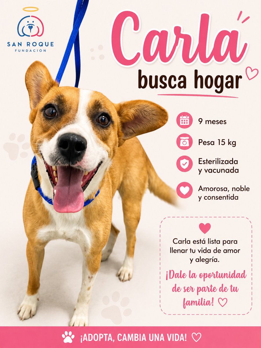 FundacionLucila's tweet photo. Carla busca un hogar 🐾

A Carla la rescatamos en diciembre de 2025.
Un día llegó una camioneta a la fundación. Dijeron que traían una perrita porque “se iban de viaje” y no podían tenerla más.

Cuando Carla bajó del vehículo nos rompió el corazón 💔: era un esqueleto andante, con el pelaje en mal estado, sin vacunas y sin esterilizar.

Durante estos 3 meses le hemos dado amor, cuidados y la atención que necesitaba. Logramos esterilizarla ✨ y hoy, por fin, podemos decir que Carla está lista para encontrar la familia que realmente merezca.

Es una perrita: 
🐶 Amorosa
🐶 Juguetona
🐶 Alegre y muy activa

📌 Edad: 9 meses
📌 Tamaño: Mediano (16 kg)
📌 Convive con otros perros

Carla ya dejó atrás su pasado y ahora solo le falta algo: un hogar lleno de amor.

Si Carla te enamoró ❤️, solicita el formulario de adopción por interno o por Whatsapp 320 854 4084.