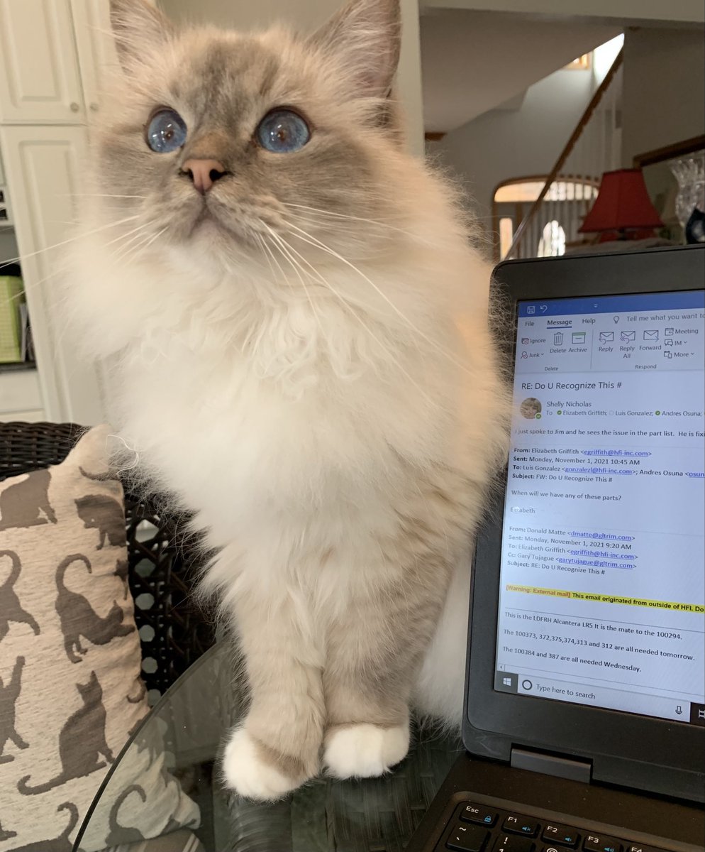 ElizGriff2016's tweet photo. #PostAFavPic4VioletJul26 Day 5
Workaholic. Mama is your classic workaholic- it took her 3 times before she successfully retired in 2022 after 50 years🙄. We helped her - I had the day shift and Ari the night shift.
♥️😘Ari &amp; Cali💋♥️ #CatsOfX https://t.co/9DS8L7mGjN