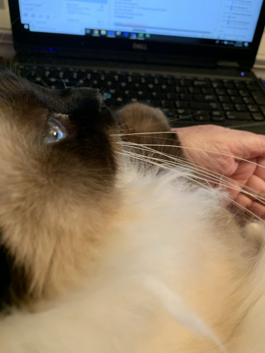 ElizGriff2016's tweet photo. #PostAFavPic4VioletJul26 Day 5
Workaholic. Mama is your classic workaholic- it took her 3 times before she successfully retired in 2022 after 50 years🙄. We helped her - I had the day shift and Ari the night shift.
♥️😘Ari &amp; Cali💋♥️ #CatsOfX https://t.co/9DS8L7mGjN