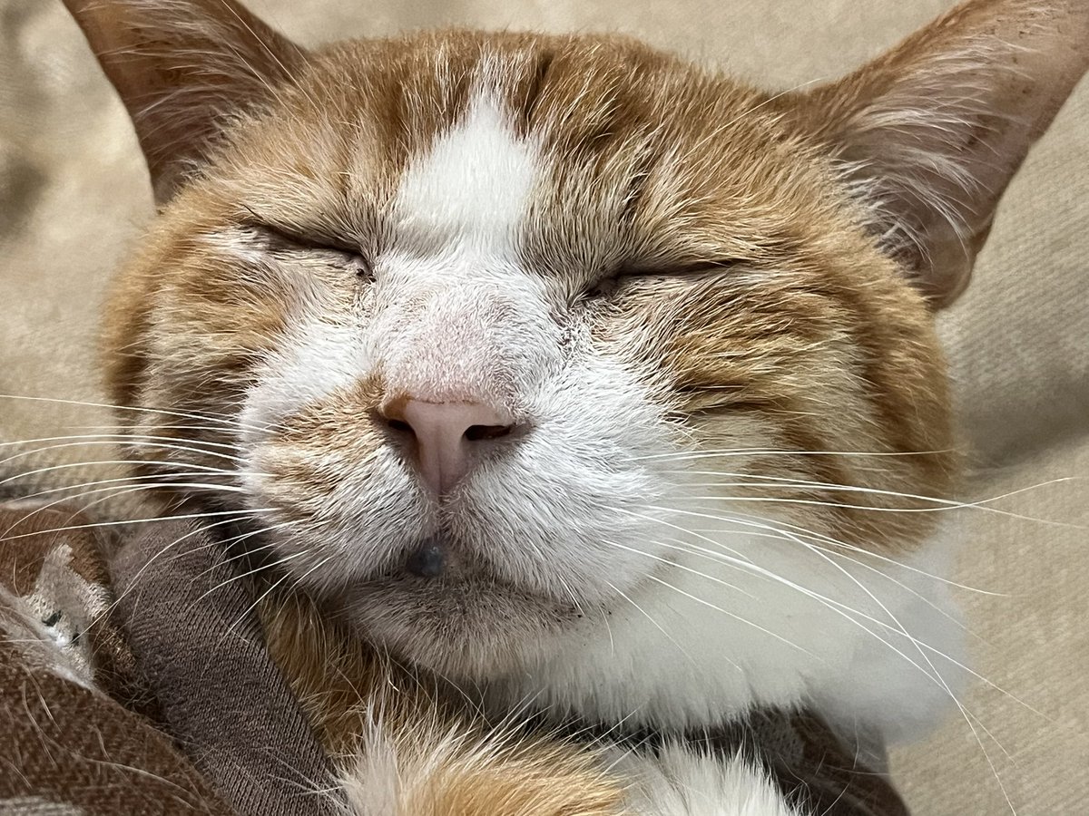 Momosuke_mimi's tweet photo. ちびた💓むむん。

ホームレスキャットのクラウドファンディング、たくさんのご支援ありがとうございます🍀ネクストゴール達成に向けて、引き続き応援よろしくお願いします🫶✨🫶

https://t.co/i5KC2ui8zJ

＃ハイシニア猫
＃クラファン応援よろしくお願いします https://t.co/Ap2xxIjzu3