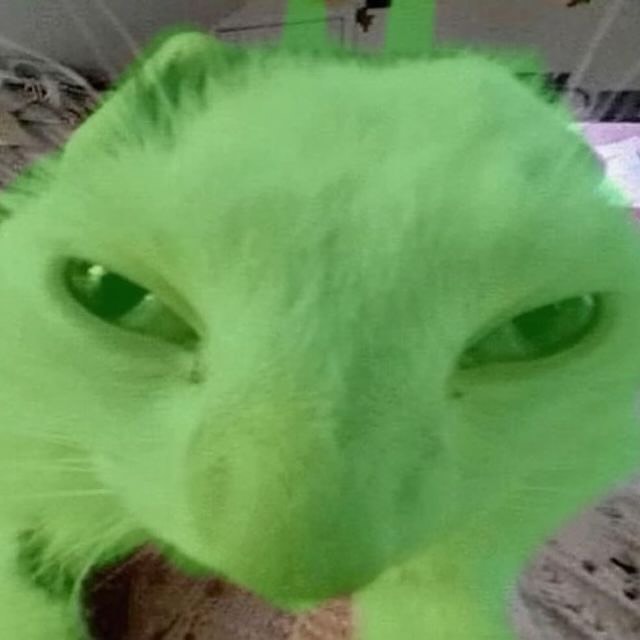 Punch Cat tweet media