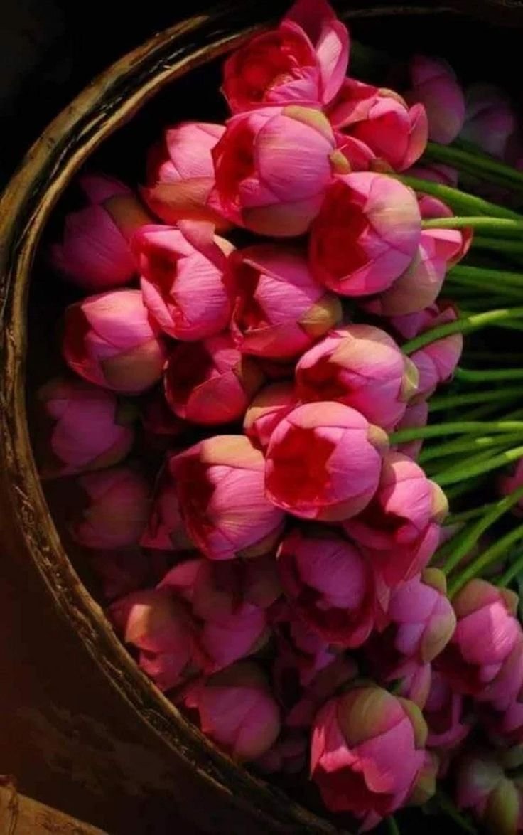 followers531832's tweet photo. Pink peonies 💗🌸 https://t.co/h6NBl8Dgv0