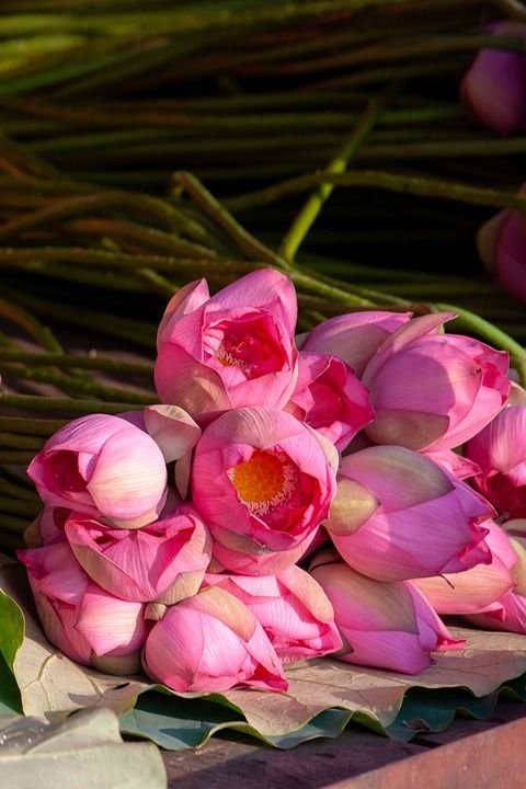 followers531832's tweet photo. Pink peonies 💗🌸 https://t.co/h6NBl8Dgv0