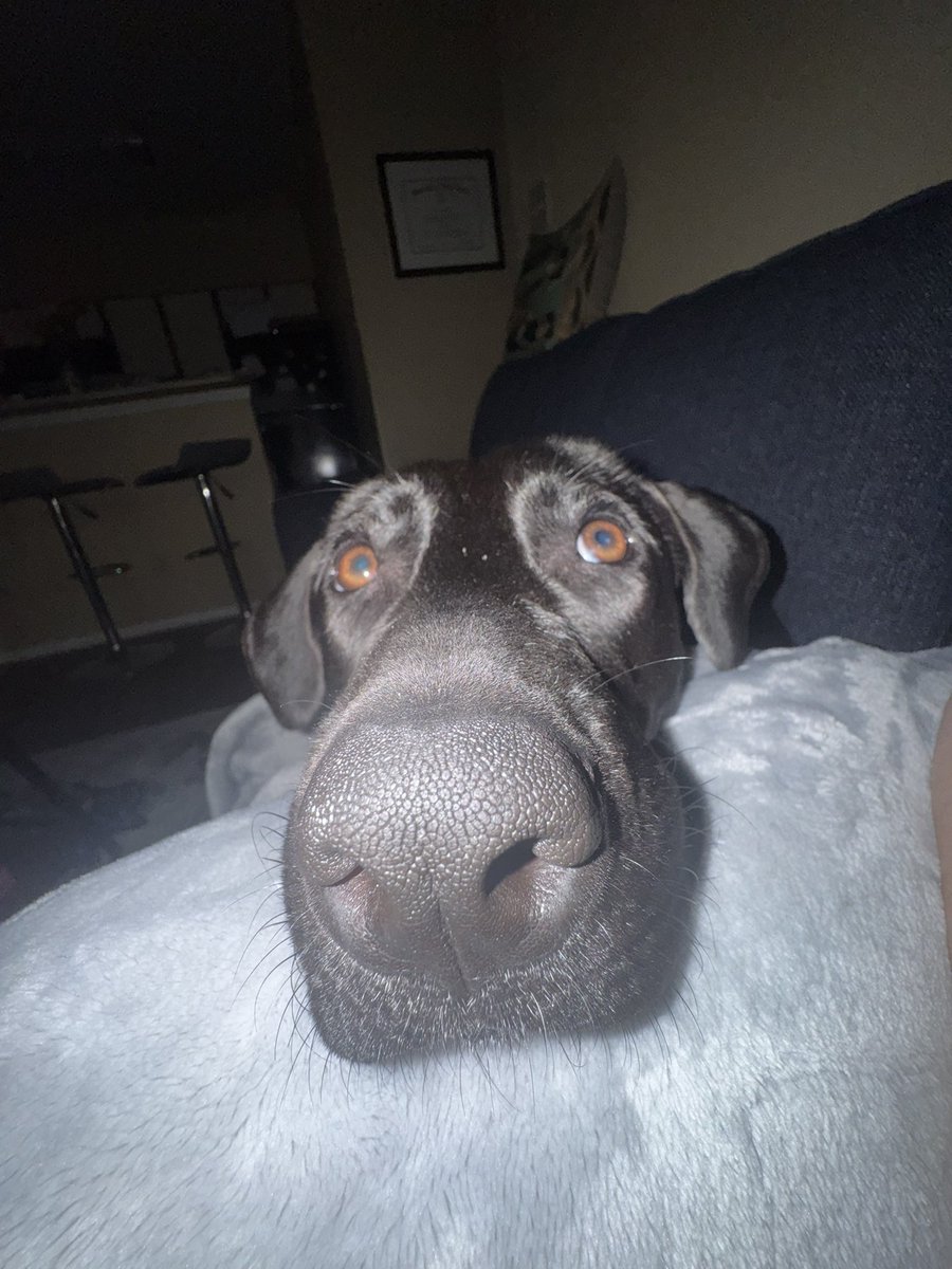 bachsjinx's tweet photo. have yall met my new dog https://t.co/ukgEunV8k5