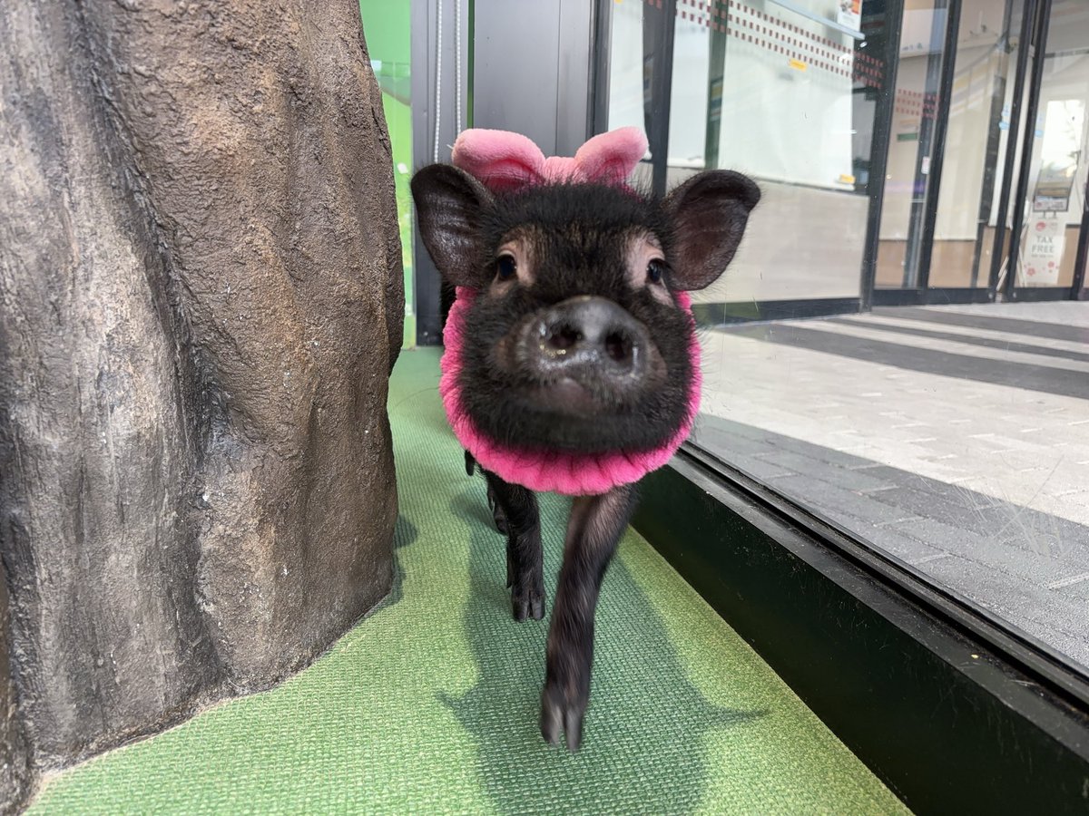 mipigjp's tweet photo. welcome to mipig owners🐽✨

mipig cafe イオンレイクタウン店から卒業🌸
ご家族と幸せに🫧

#マイクロブタ #マイクロブタカフェ https://t.co/xPAmhamFEx