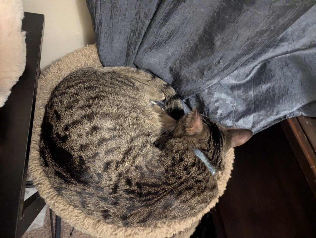 jafree__'s tweet photo. My brother said he was hiding pretty much the entire time i was away over the weekend and now he's been chilling next to me since I've been home ❤️ https://t.co/P7R9PzqZNX