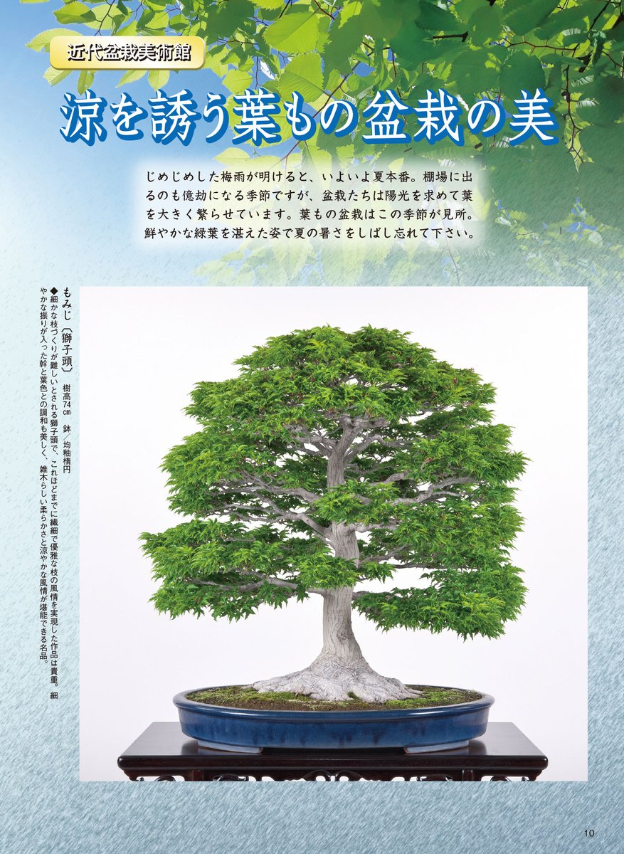 近代出版 編集部 (@kinbon_bonsai) / Posts / X