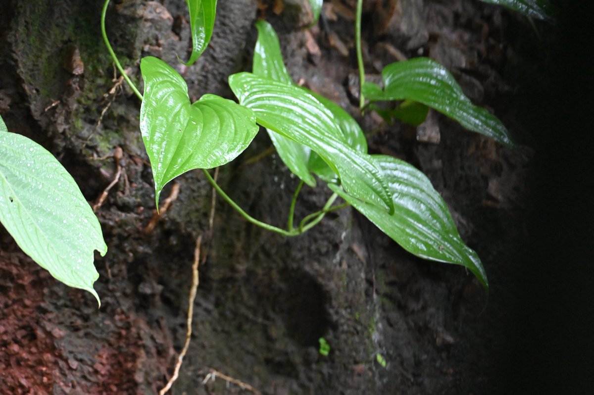 BiotechSanjeet's tweet photo. Know your less know #medicinal #forest #climber from #Odisha

Stemona tuberosa Lour.

Collection of Dr. Sanjeet Kumar

It is a perennial, tuberous #climbing #herb belonging to the #Stemonaceae family. It is native to South and Southeast Asia and is valued in #traditional #medicine, particularly for its #medicinal #roots.

@nmpb1 @moayush @EnvironmentPib @PCCFWL_Odisha @Sdg13Un @MohanMOdisha @IPR_Odisha @moefcc