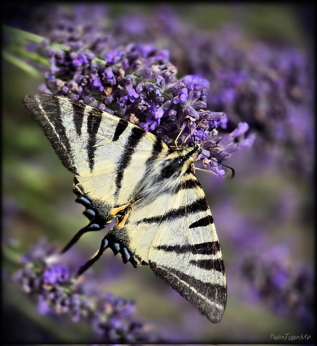 MhMaya1963's tweet photo. Le Flambé, un papillon surprenant, sur de la lavande. 

#papillon #butterfly #Flambé #lavande #lavender 
#macrophotographie 
#photo #photographie #photography #foto #fotografia #fotografie https://t.co/UhNJdUzcq7
