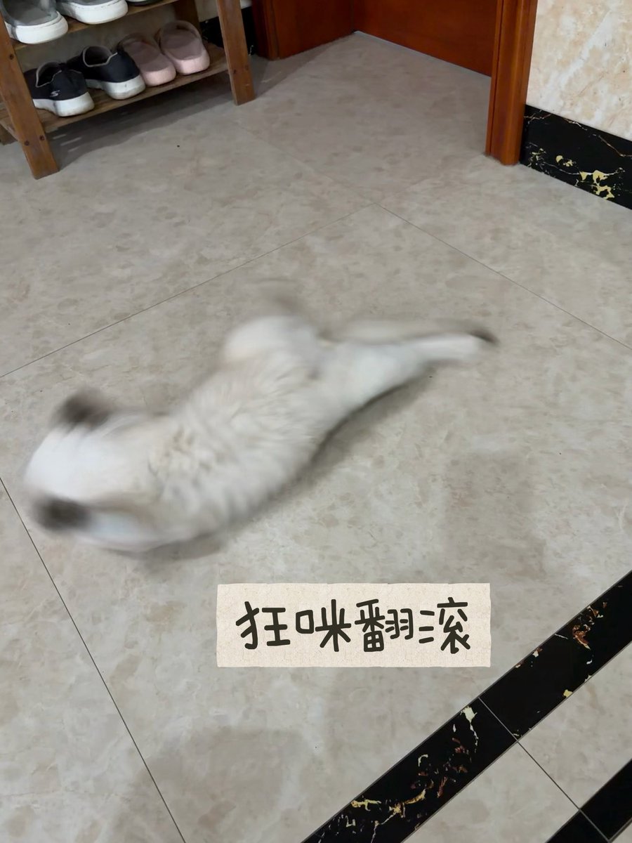 Wayksing's tweet photo. 小貓咪 https://t.co/CI7nwZQCH0