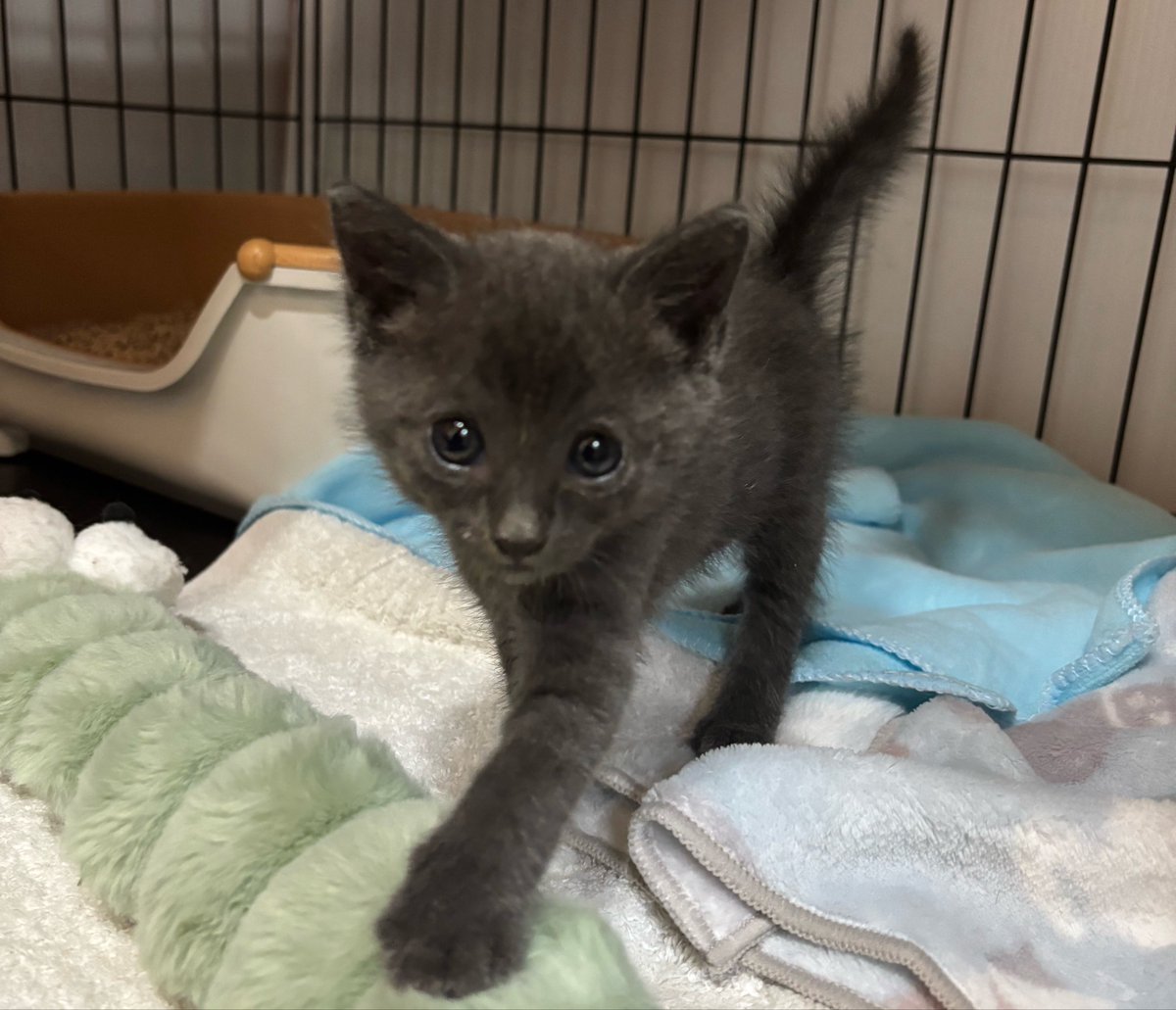 aims2koz's tweet photo. 【お願い】
5月から子猫の緊急保護が続いております。初期治療、ワクチン、抗体検査など医療費もかかってきます。子猫も20匹を超えており猫砂や離乳食なども消費が激しく通院の子もいて高額になっていますのでご無理ない範囲でご支援いただきますと助かります🙇‍♀️
https://t.co/FCNIn0f6EJ https://t.co/E3RHHIMEvj