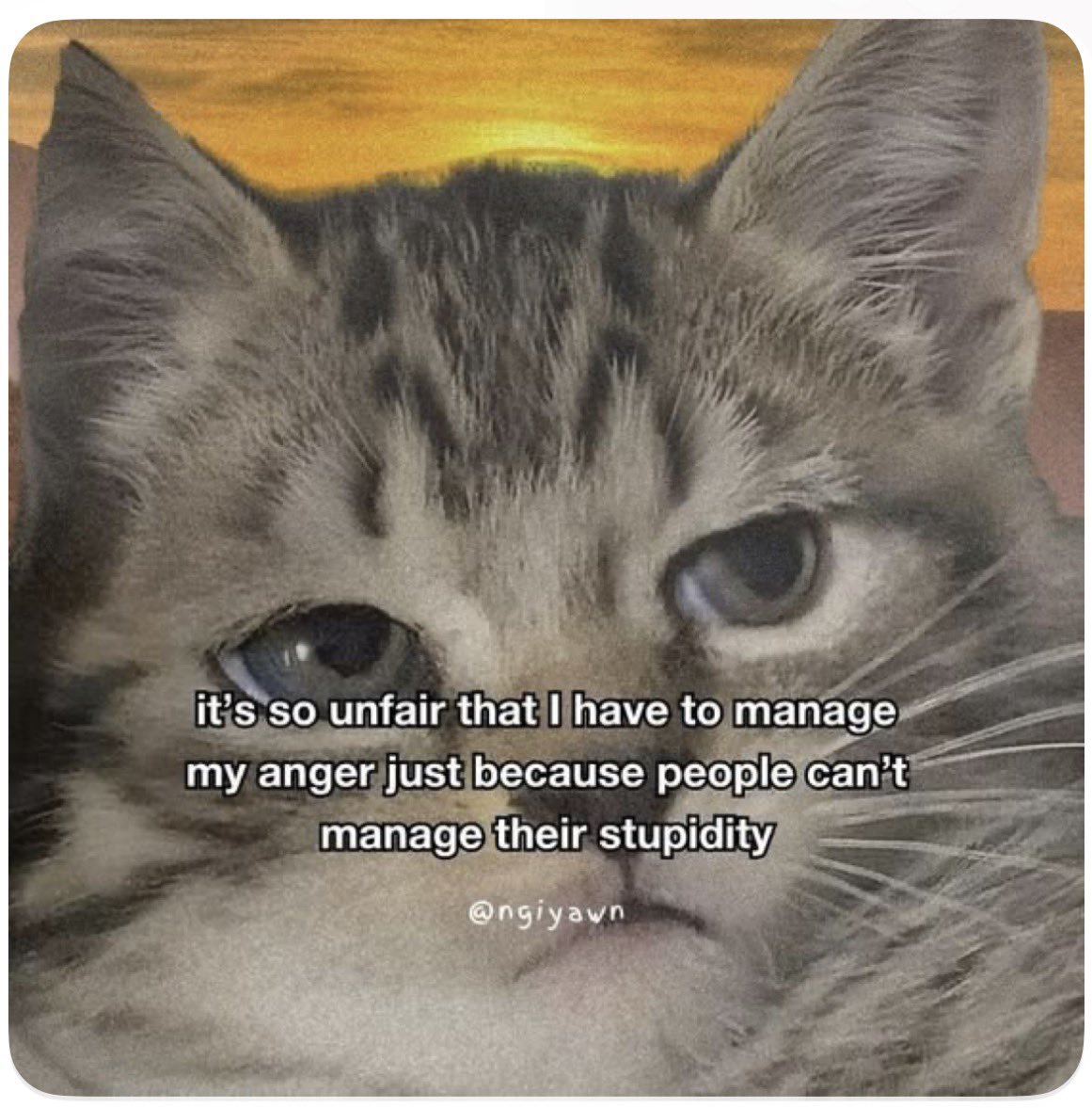 Cat Tribunal tweet media