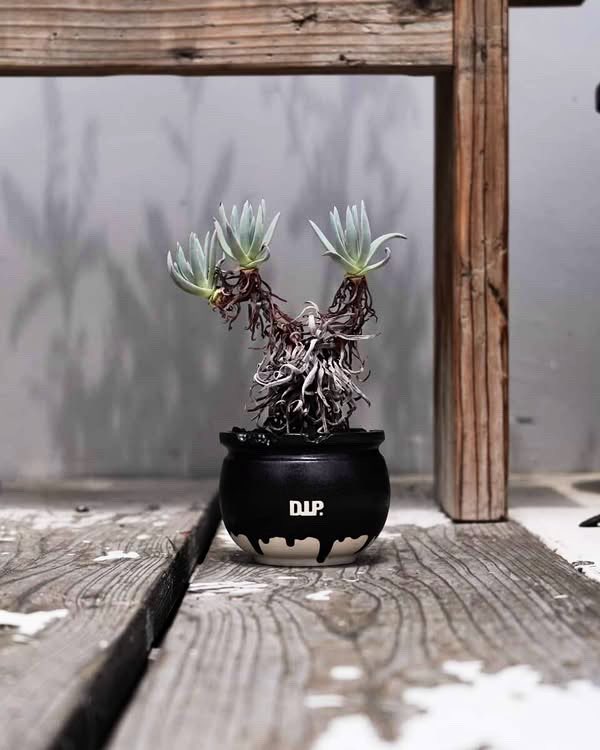 MarchenDreamBBA's tweet photo. Dudleya edulis

プロい人に植え替えた銀閃光のお写真撮ってもらった
高級な販売株みたいで慄く https://t.co/hhIWx4o863