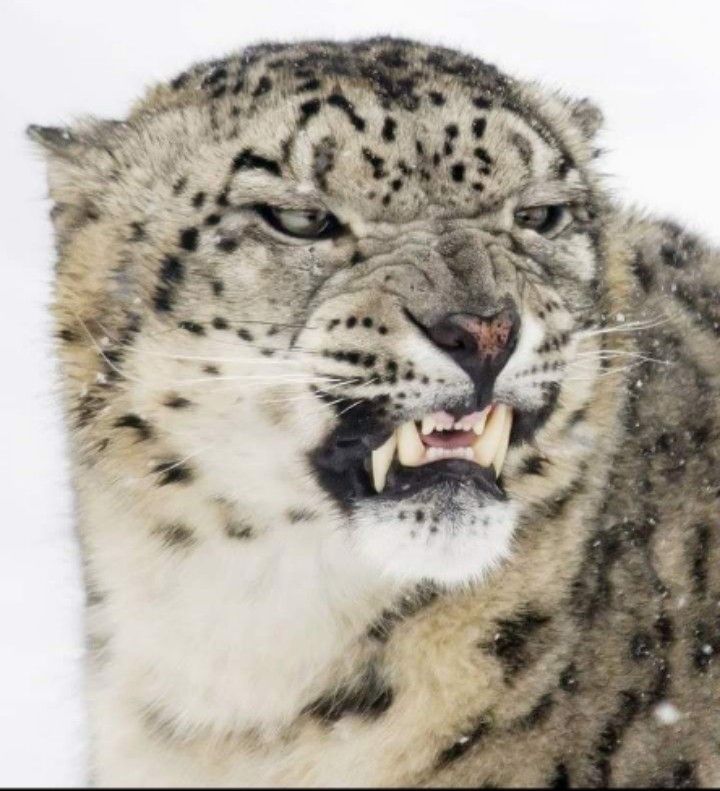 NatureAnimalw's tweet photo. https://t.co/ZytvgpAhnV