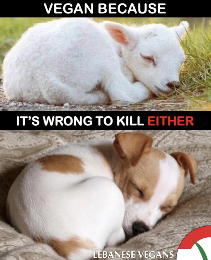 WhyNotVeganism's tweet photo. https://t.co/AQMU4kbR2K