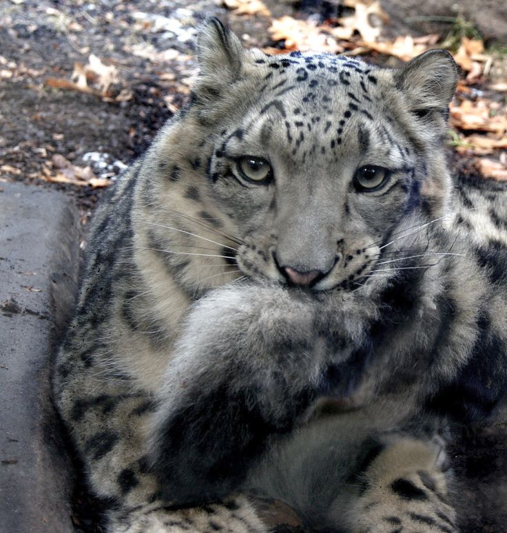 NatureAnimalw's tweet photo. https://t.co/2ovzFBMeip