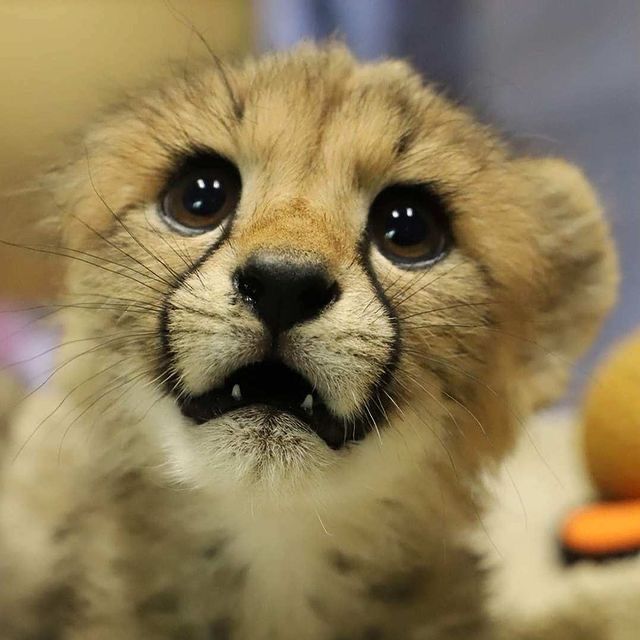 Croww_things's tweet photo. What is the name of this cat 😊 https://t.co/EXZwOHKb8n