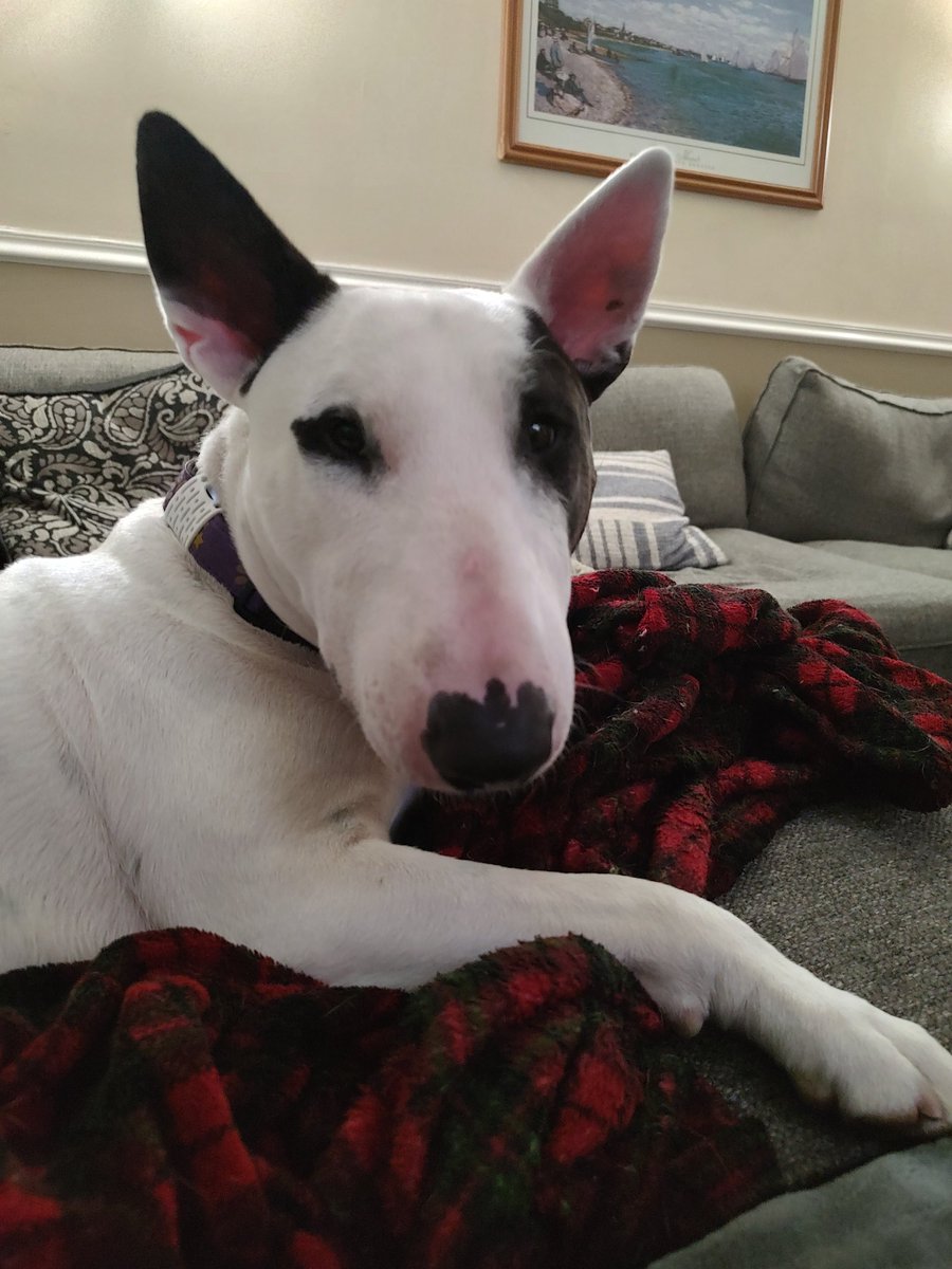 rexthetvterrier's tweet photo. After being cooped up for what seemed like forever, I spent a lot of time outside today.  Walks, bubbles, run arounds.  So I'm pretty tired tonight.  Watching my streaming shows 😊
#CapeFear #IWillFindYou
#Spike #TVPicks #Dogs https://t.co/bzWf5euxLw