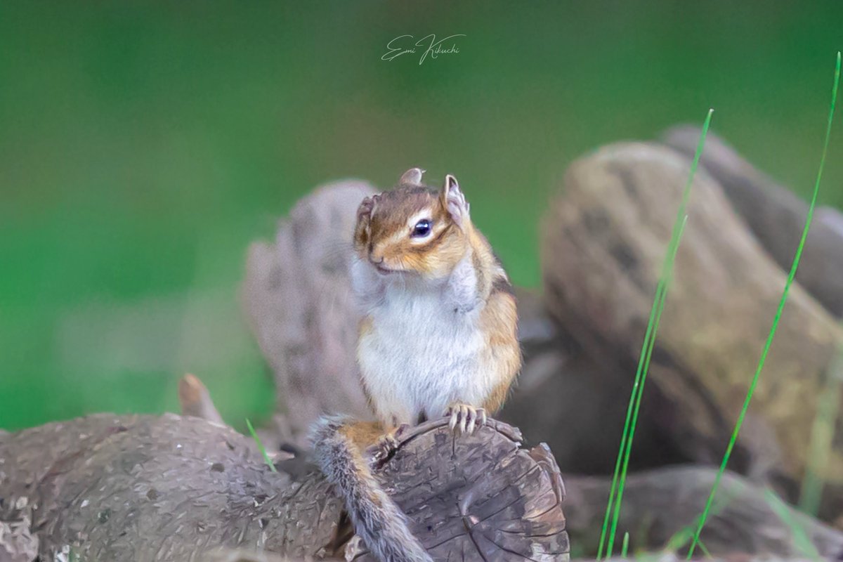 emin_kiss's tweet photo. 「見ざる」
「聞かざる」
「言わざる」
「むにっ🐿」

#北海道 #シマリス
初めまして、野生のエゾシマリスさん✨ https://t.co/1rgwpv6w9A