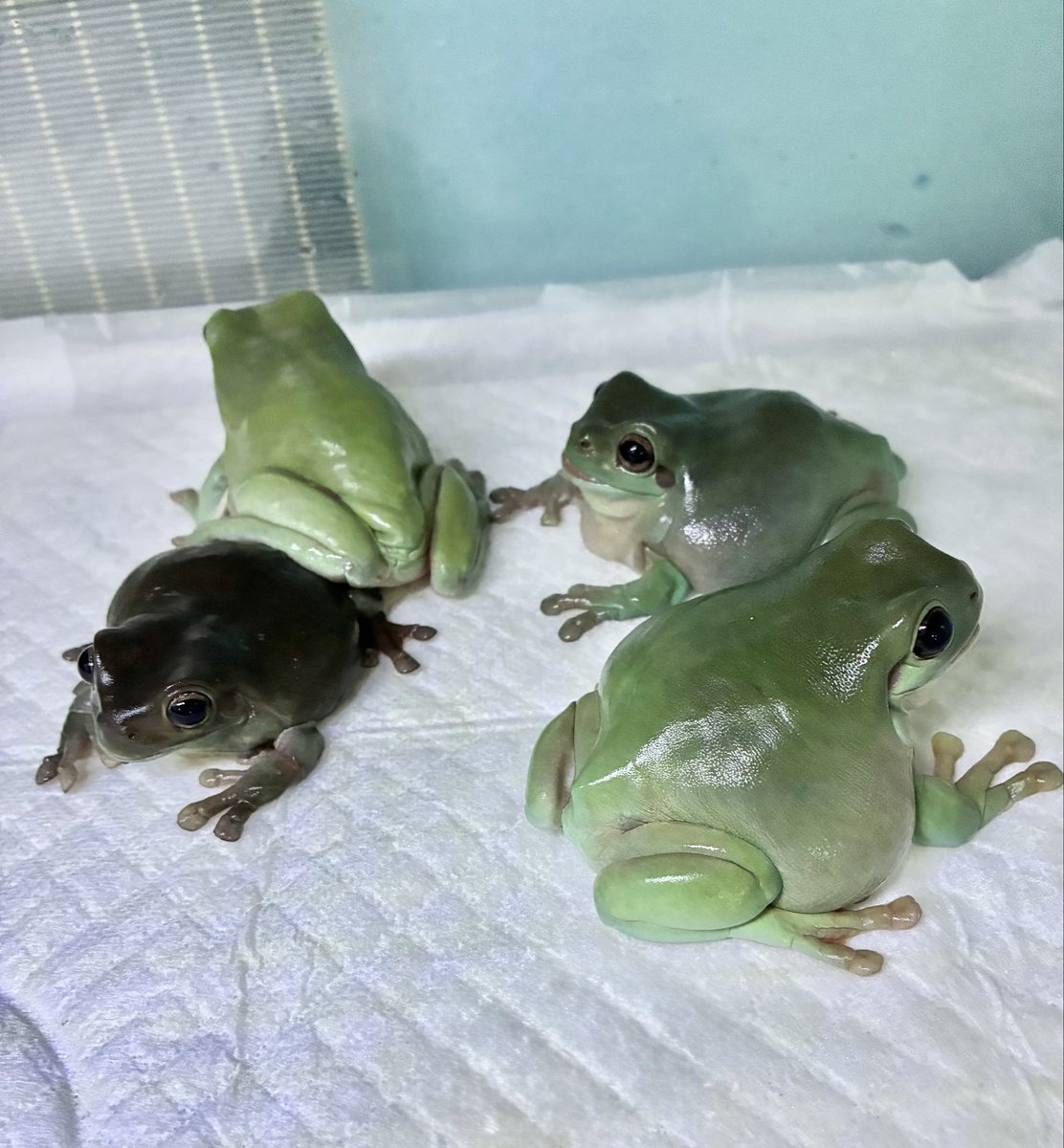 equuleus7sn's tweet photo. ご老体ユキちゃん🦎
今日は白デュビアイヤなんだって！🦗🦗🦗

次にご年配のエリー先輩🐥11歳😤逆ギレ全開通常運行😬

6年目イエアメーズ🐸ペコちゃんは8歳٩(๑❛ᴗ❛๑)۶

今年はえらく涼しいです穂の国の田舎。アメイボちゃんたちに保冷剤置くくらいでエアコンまだ稼働してないよ🙄肌寒い〜 https://t.co/857X0p2IqE