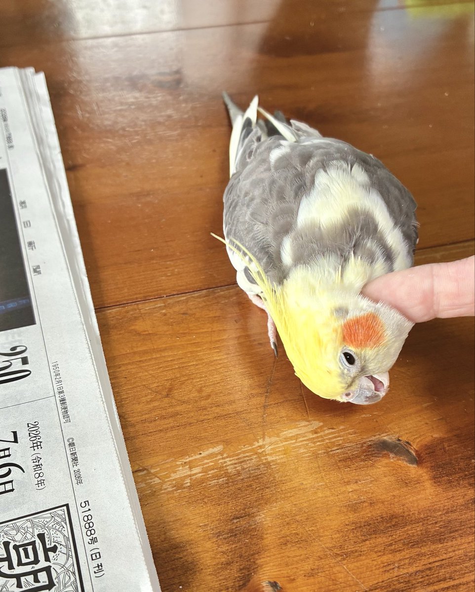 equuleus7sn's tweet photo. ご老体ユキちゃん🦎
今日は白デュビアイヤなんだって！🦗🦗🦗

次にご年配のエリー先輩🐥11歳😤逆ギレ全開通常運行😬

6年目イエアメーズ🐸ペコちゃんは8歳٩(๑❛ᴗ❛๑)۶

今年はえらく涼しいです穂の国の田舎。アメイボちゃんたちに保冷剤置くくらいでエアコンまだ稼働してないよ🙄肌寒い〜 https://t.co/857X0p2IqE