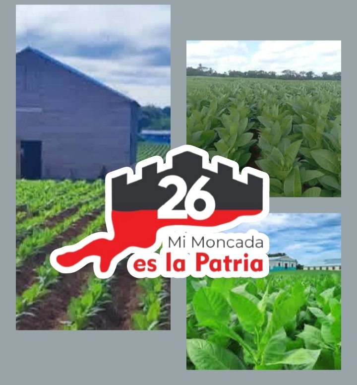 GrandaMorejon's tweet photo. #PinarEn26, victoria de todos!

Los productores tabacaleros, dieron y siguen dando su aporte en toda nuestra provincia.

#PinardelRío 

#MiMoncadaEsLaPatria https://t.co/P9c0DhNKhr