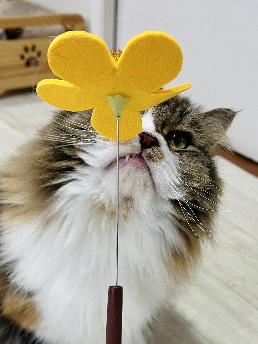507___error's tweet photo. ぱれちゃまの ちいこき前歯 可愛いね

#はるぞう心の俳句 

#猫カフェラグドール #猫カフェラグドールぱれっと #関西猫カフェめぐり https://t.co/BhdgAP63YY