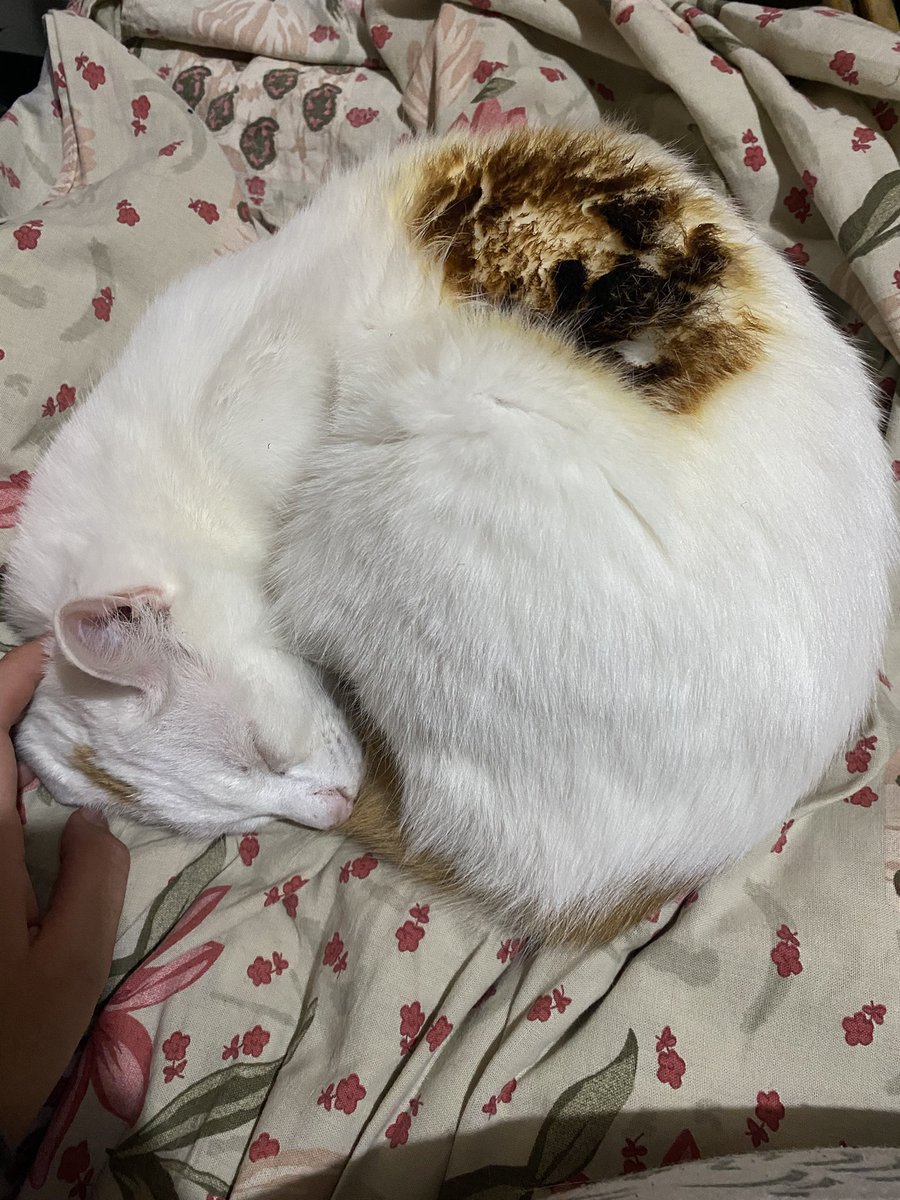 Julietacac_'s tweet photo. Mi gato tenía frío en el cuerpo y se metió entero a la estufa https://t.co/ca8N1zPvkr