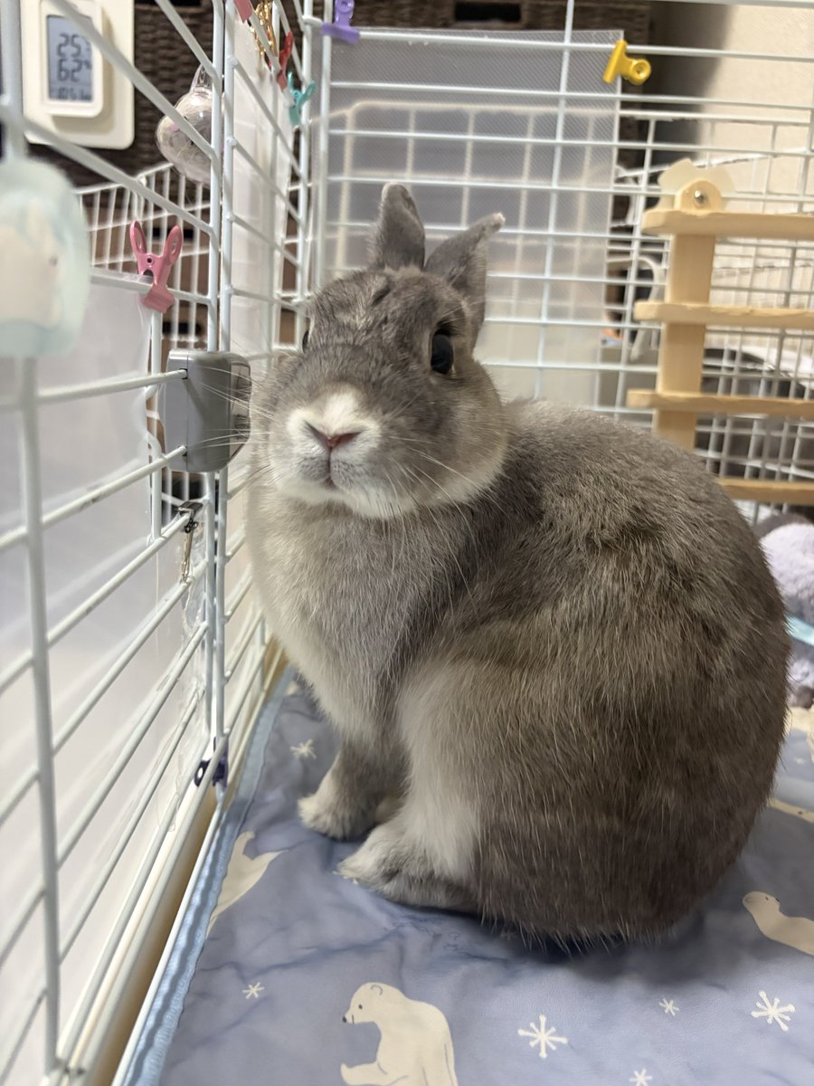うさぎ