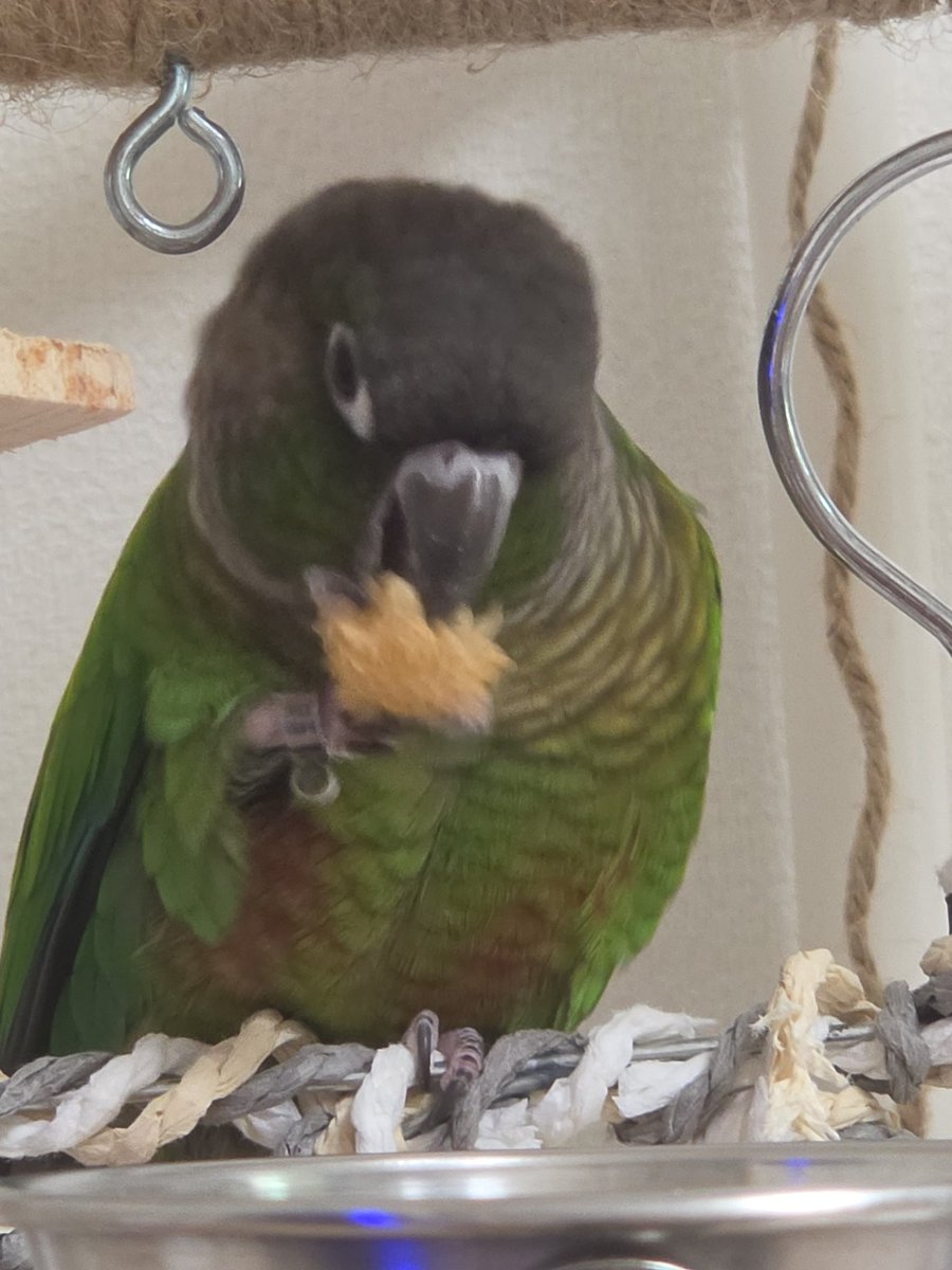 Parrot2018 tweet picture