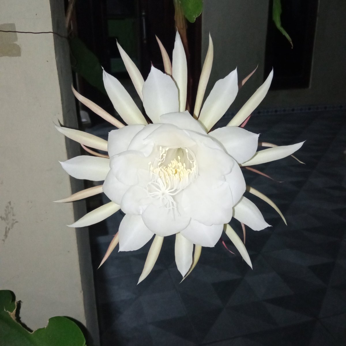 ridimpaa tweet picture
