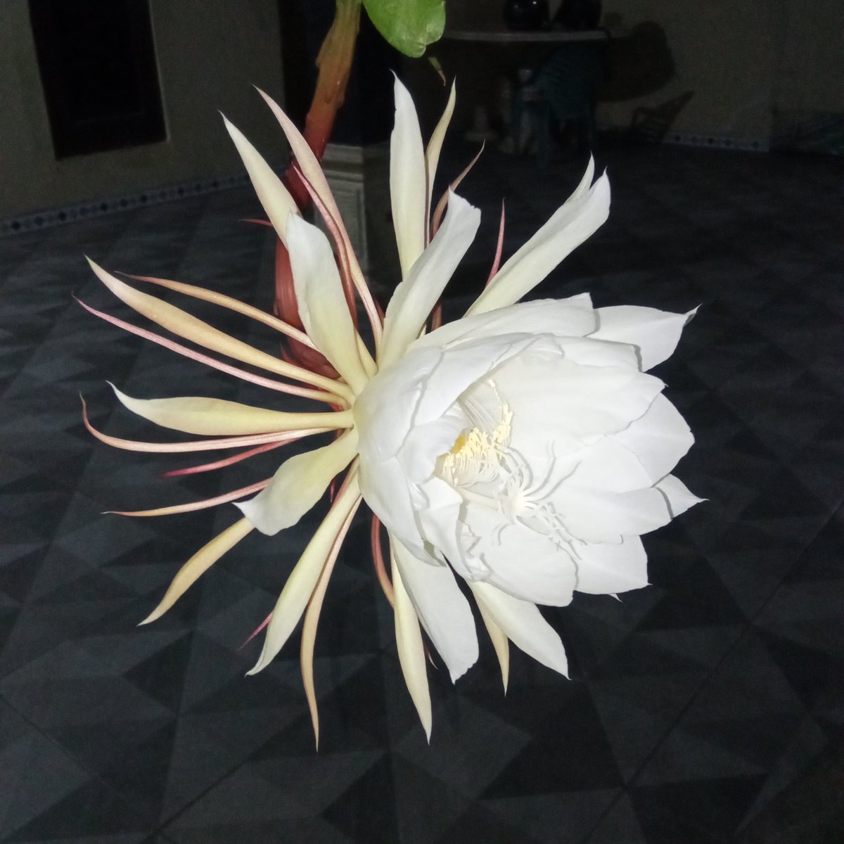 ridimpaa tweet picture