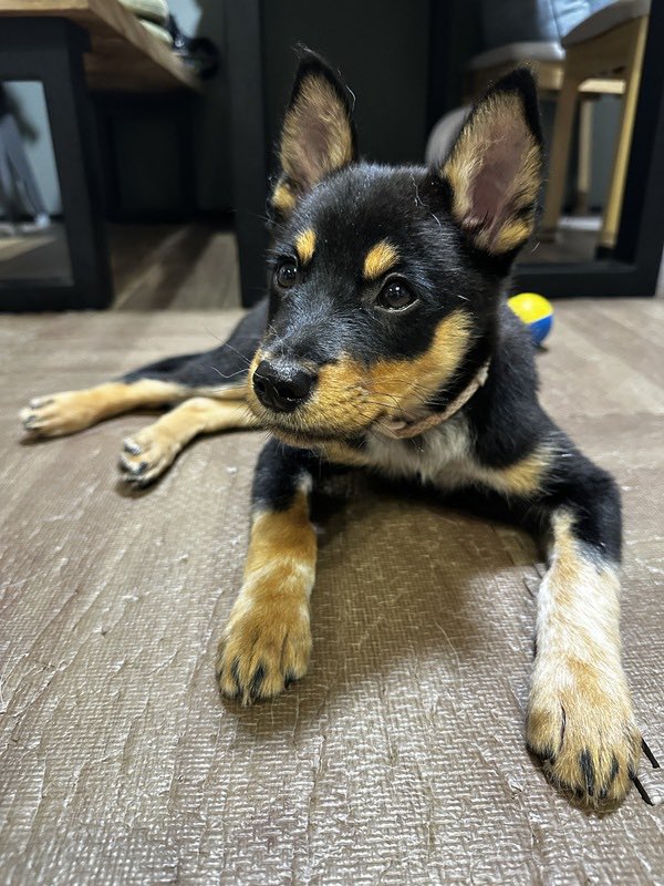 satoya_boshu's tweet photo. フレンドリーなモネ♂
推定0歳3ヶ月
♂ 愛知県

初対面の人や子ども他犬とも距離を保ちながら
仲良くできるとってもフレンドリーで甘えん坊な子です！
抱っこもできます。食べるのも大好きです。
お散歩が大好きで、バイクの音や大通りの賑やかさも平気な頼もしい一���があります。 https://t.co/YiMw7X339i