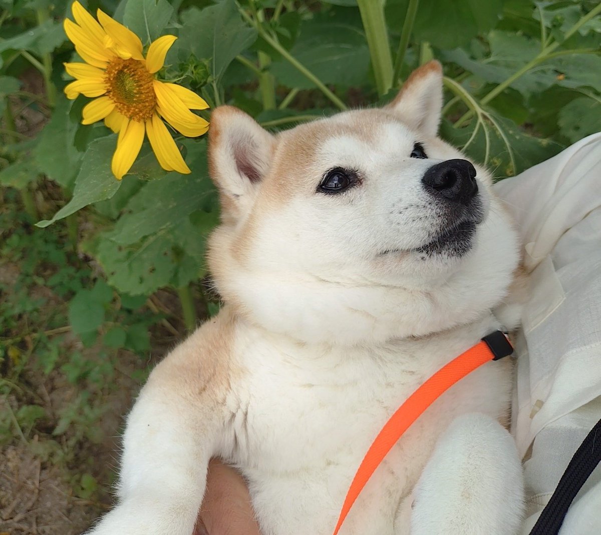moco_0125's tweet photo. うちのコは抱っこ苦手犬だけど、このお顔カワイイ🦊🤗 https://t.co/kemnwBUk2L