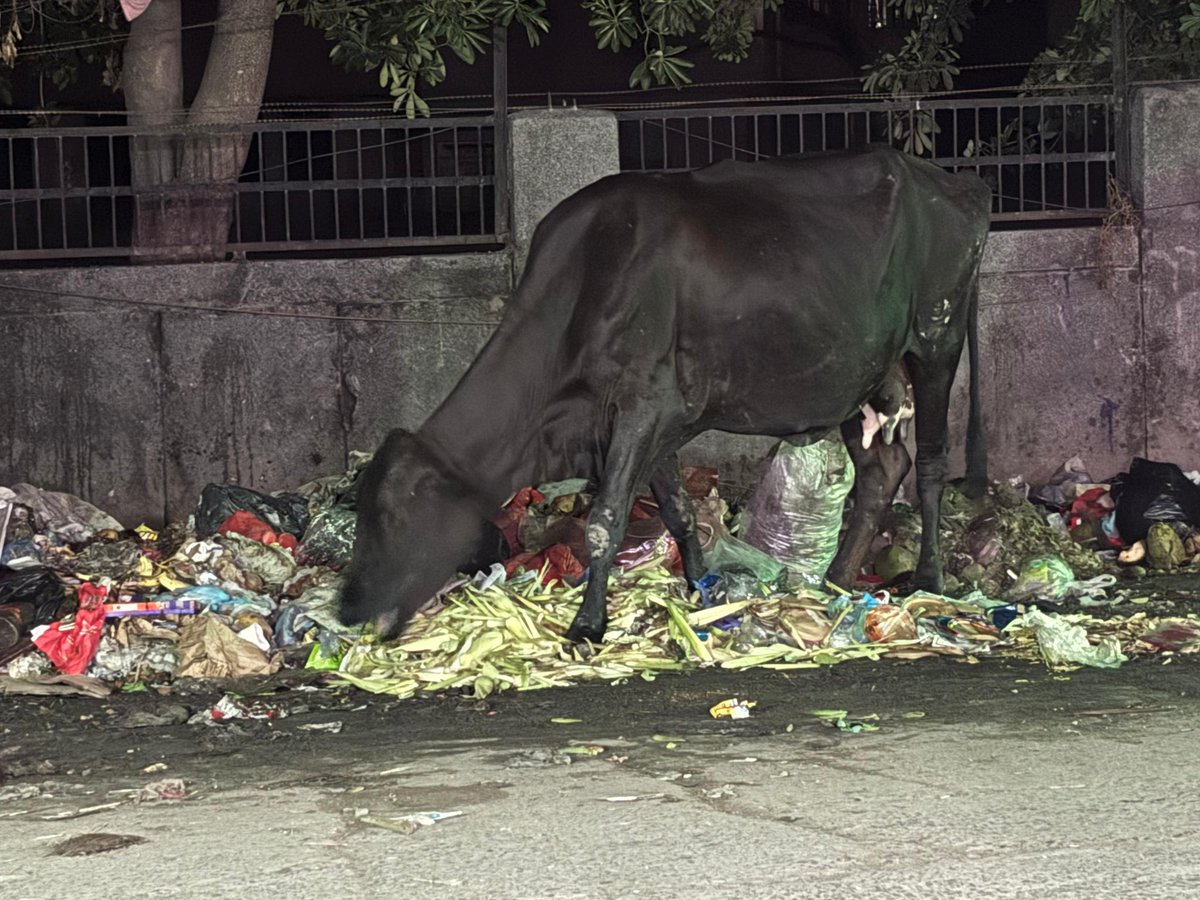 Gejhasector93's tweet photo. @noida_authority @CeoNoida @dmgbnagar @PankajSinghBJP @myogiadityanath @CPCB_OFFICIAL @CMOfficeUP 
नोएडा अथॉरिटी हेल्थ डिपार्टमेंट से पूछना चाहता हूँ गेझा में इंसान नहीं रहते हैं क्या इतना बुरा हाल है इस गेझा बारात घर के पास बदबू से हाल बेहाल आख़िर उसे यहाँ से कब शिफ्ट करवाओगे ? https://t.co/vJnoZ8JTaQ