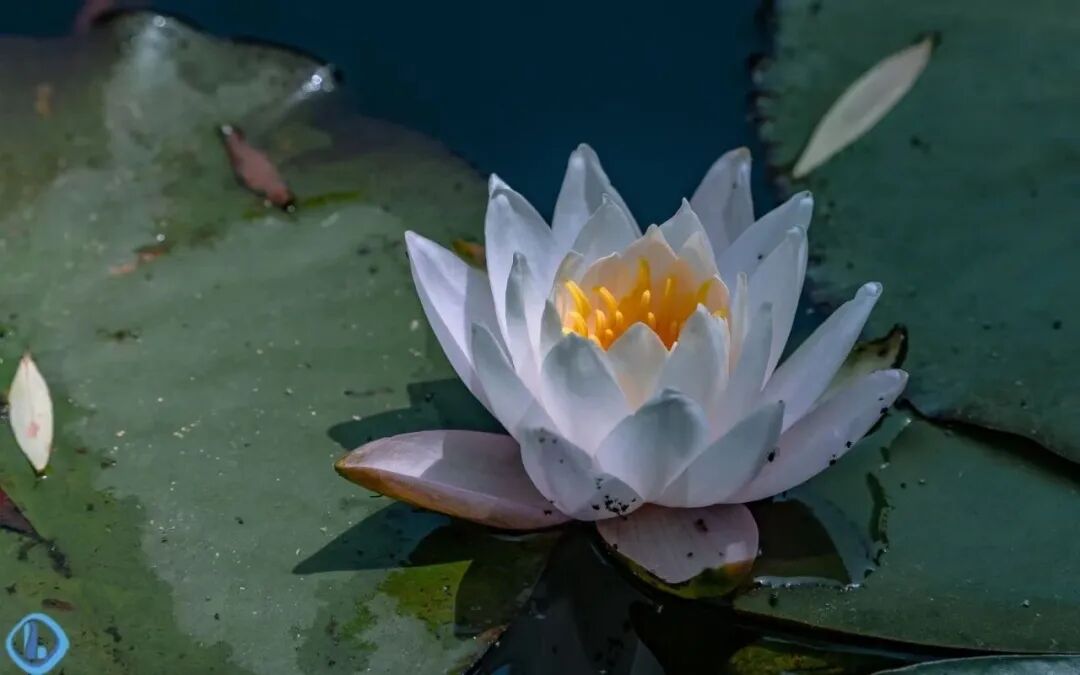InnovativeBinhu's tweet photo. Some places feel like a dream you've stepped into.

📍 Plum Garden in Binhu district is one of those magical spots. Here, ancient trees provide shade over quiet ponds, and water lilies float serenely on mirror-like surfaces.

Come, lose yourself in the green. https://t.co/QF6nooHuiL