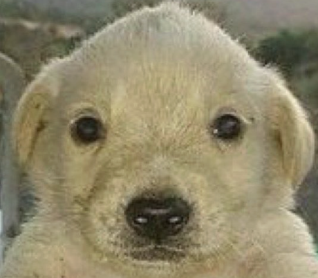 mac_eth's tweet photo. People on here shout from the rooftops "believe in something" and it's literally just a picture of a dog.

How about this:
Believe in yourself to build something people want.

We're at the beginning of a golden age. Intelligence is so cheap on https://t.co/6D1YcYIiD4 that anyone can build anything.

And if you're reading this and know what I'm talking about, then you already know enough about crypto to earn your living from anything you want to build.

Believe in yourself and build something great.

Reach out if there's anything i can do to help you.